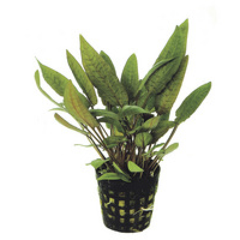 6x Cryptocoryne Moehlmannii